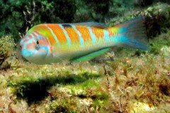 PESCE-X-RIEMPIRE-IN-CORSI